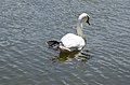 * Nomination Mute swan seen from the rear.--Peulle 00:22, 9 July 2018 (UTC) * Promotion Good Quality -- Sixflashphoto 00:44, 9 July 2018 (UTC)