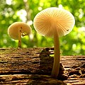 Mycena murina