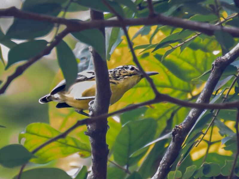 File:Myrmotherula sclateri Sclater's Antwren; Porto Velho, Rondônia, Brazil.jpg