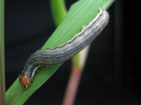 Plant volatiles released by corn plants may help the caterpillar avoid predators. Mythimna separata.png