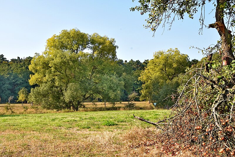 File:NSG Im Woog von Hainstadt KUG DSC 6125.jpg