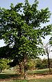 Naglingam (Couroupita guianensis) tree in Hyderabad, AP W IMG 6612.jpg
