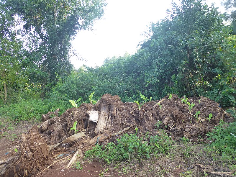 File:Naozhou - P1580061 - trail thru banana plantation.JPG