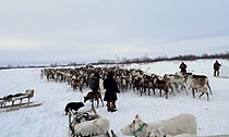 Naryan-Mar reindeer.jpg