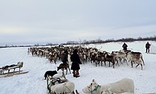 Nenets Herding Laika with Reindeer Naryan-Mar reindeer.jpg