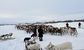 Naryan-Mar reindeer.jpg