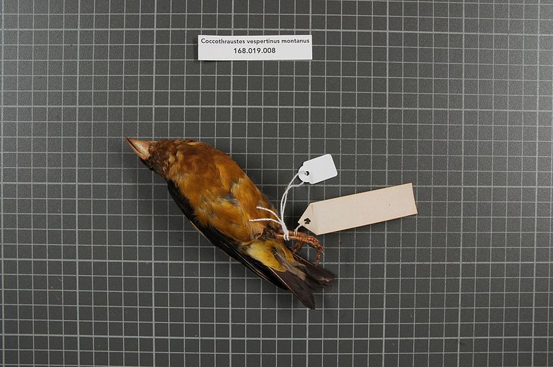 File:Naturalis Biodiversity Center - RMNH.AVES.160353 2 - Coccothraustes vespertinus montanus (Ridgway, 1874) - Fringillidae - bird skin specimen.jpeg