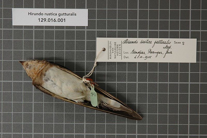 File:Naturalis Biodiversity Center - RMNH.AVES.49728 1 - Hirundo rustica gutturalis Scopoli, 1786 - Hirundinidae - bird skin specimen.jpeg