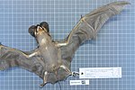 Thumbnail for Colombian bonneted bat