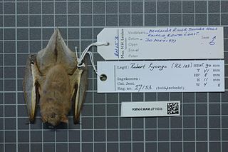 <span class="mw-page-title-main">Rendall's serotine</span> Species of bat