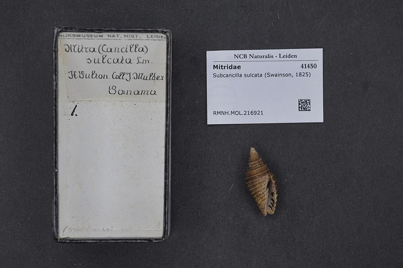 File:Naturalis Biodiversity Center - RMNH.MOL.216921 - Subcancilla sulcata (Swainson, 1825) - Mitridae - Mollusc shell.jpeg