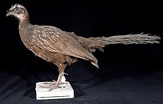 Naturalis Biodiversity Center - ZMA.AVES.56985 - Penelope jacucaca Spix, 1825 - Cracidae - specimen de piele.jpeg