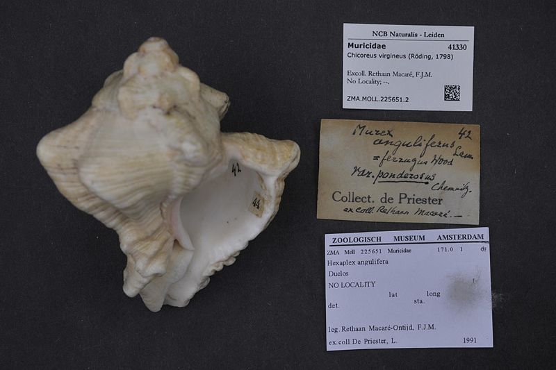 File:Naturalis Biodiversity Center - ZMA.MOLL.225651.2 - Chicoreus virgineus (Röding, 1798) - Muricidae - Mollusc shell.jpeg