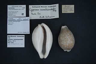 <i>Lyncina camelopardalis</i> Species of gastropod