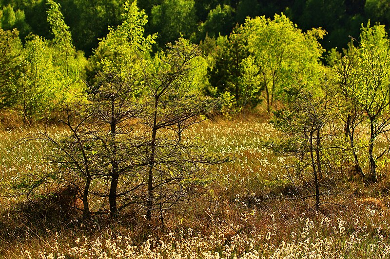 File:Naturschutzgebiet Teufelsmoor bei Horst (1).JPG