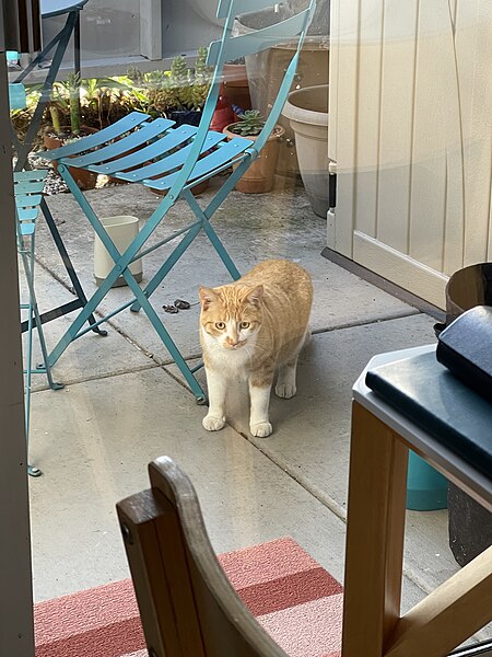 File:Neighborhood cat watching my robot vacuum - February 2023 - Sarah Stierch.jpg