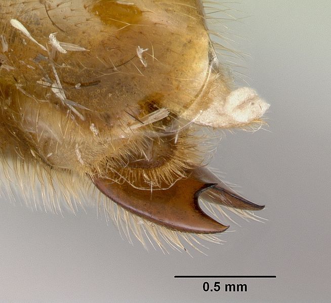 File:Neivamyrmex fuscipennis casent0103460 profile 3.jpg