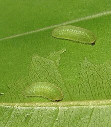 Caterpillar Neopithecops zalmora - Common Quaker caterpillar 02.jpg