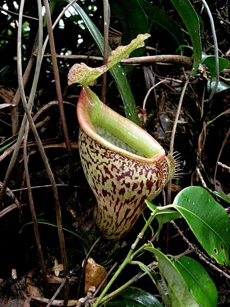 File:Nepenthes talangensis8.jpg