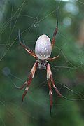 Nephila edulis back.jpg