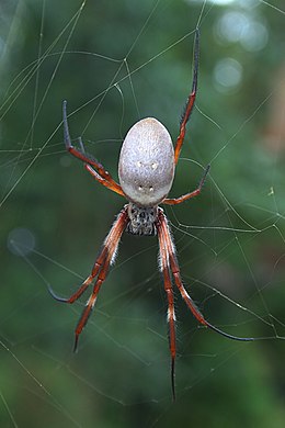 Самиця Trichonephila edulis, Перт, Австралія