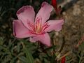 Nerium oleander