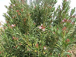 Nerium oleander Ouarzazate wild2.jpg