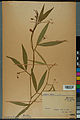 Neuchâtel Herbarium - Lathyrus annuus - NEU000054067.jpg