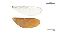 Neurobasis australis male wings (34664190892).jpg
