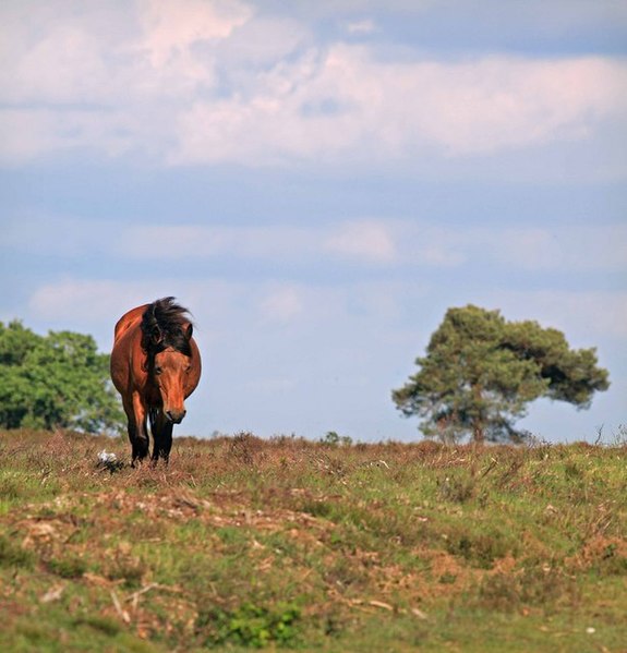 File:New Forest mare walking to drinking water - geograph.org.uk - 437800.jpg