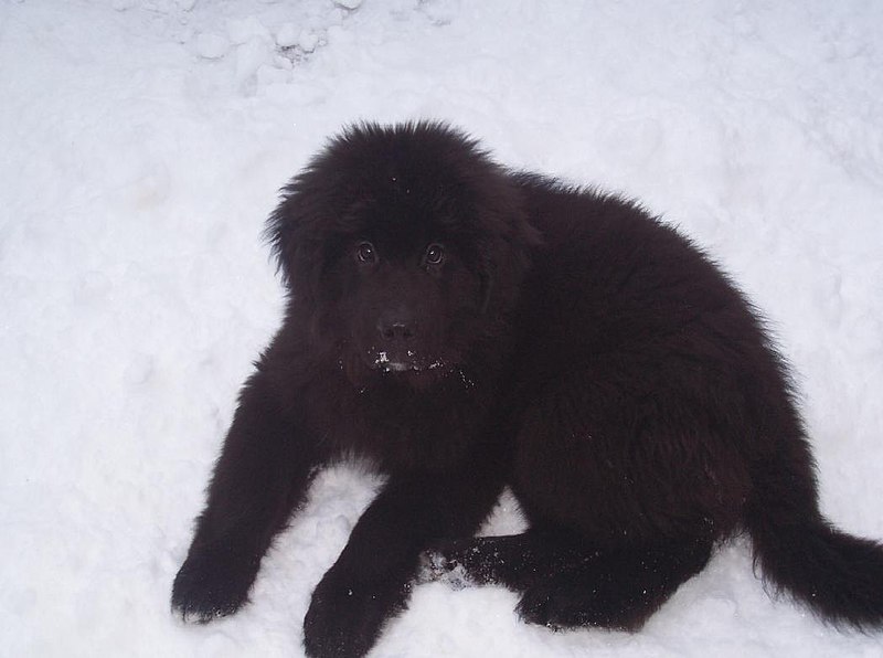 File:Newfoundland puppy snow.jpg