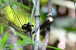 Beskrivelse av Nicobar-jungelen Flycatcher.jpg-bilde.