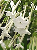 Miniatura para Nicotiana sylvestris