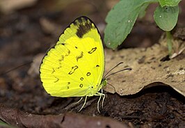 Eurema nilgiriensis