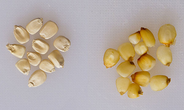 Dry untreated maize (left), and treated maize (right) after boiling in water with calcium hydroxide (15 ml, or 1 tbsp, lime for 500 g of corn) for 15 