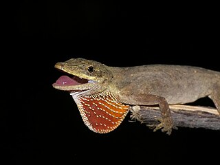 <i>Anolis mariarum</i> Species of lizard