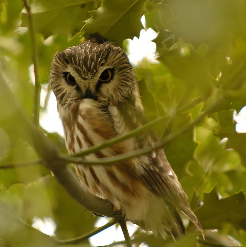 Northern Saw-whet Owl, Reifel BC 3.jpg