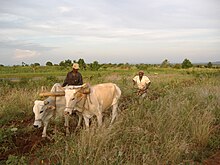 Sustainable business practices lead to economic growth and empowerment for farming communities in northern Uganda. Northern Uganda Africa3 031.jpg
