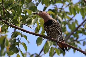 Northern flicker (Colaptes auratus chrysocaulosus) female.JPG