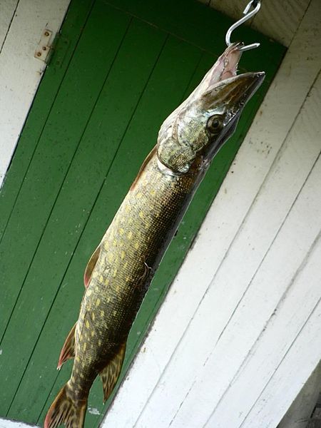 File:Northern pike.jpg