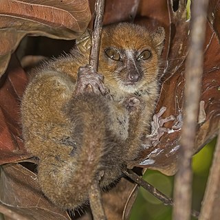 Claires mouse lemur Species of lemur