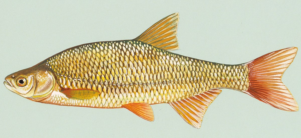 Golden Shiner Pattern 