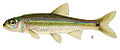 Notropis hudsonius