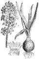 Hyacinthus orientalis, ilustracija