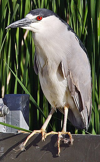 <i>Nycticorax</i> Genus of birds