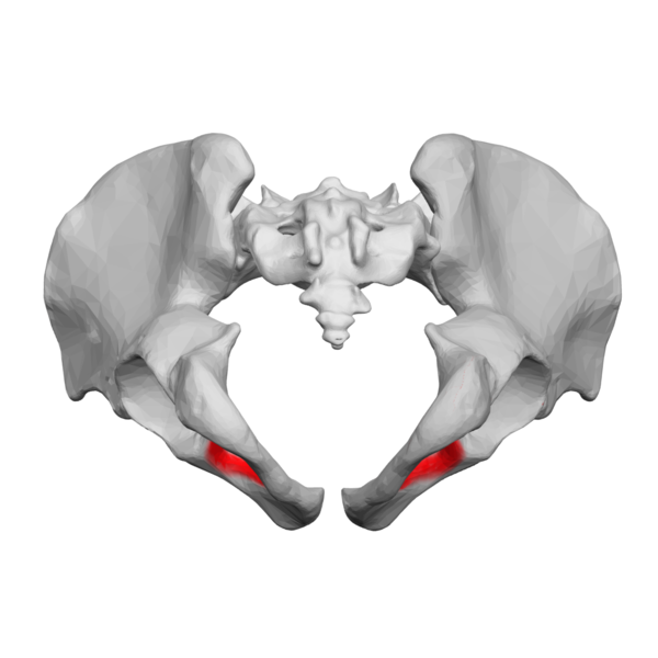 File:Obturator foramen 03 inferior view.png