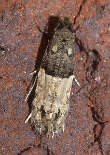 <i>Oenoe hybromella</i> Species of moth
