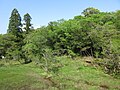 2021年5月5日 (水) 08:00時点における版のサムネイル