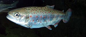 Oncorhynchus masou ishikawae2.jpg