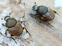 Description de l'image Onthophagus coenobita01.jpg.